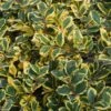 Houx Panaché - Ilex Golden King -Boutique D'arbustes ILEX ALTACLERENSIS GOLDEN KING 781728 1