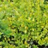 Houx Crénelé - Ilex Crenata Golden Gem -Boutique D'arbustes ILEX CRENATA GOLDEN GEM 781727 1