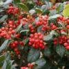 Houx D'ornement - Ilex Nellie R. Stevens -Boutique D'arbustes Ilex Nellie R Stevens ld littlegemtrees 781638 1