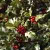 Houx Commun - Ilex Aquifolium Alaska 1 Houx Commun - Ilex Aquifolium Alaska -Boutique D'arbustes Ilex aquifolium Alaska 7850 1