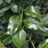 Houx à Feuilles De Châtaignier - Ilex Koehneana Castaenifolia -Boutique D'arbustes Ilex castanaefolia 82203 1