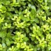 Houx Crénelé - Ilex Crenata Blondie -Boutique D'arbustes Ilex crenata Blondie 781726 1