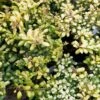 Houx Crénelé - Ilex Crenata Convexed Gold -Boutique D'arbustes Ilex crenata Convexed Gold 100259 1