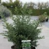 Ilex Crenata Stokes - Houx Crénelé Nain -Boutique D'arbustes Ilex crenata Stokes 87481 1