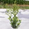 Ilex Maximowicziana Kanehirae - Houx Mutchagara -Boutique D'arbustes Ilex maximowicziana Kanehirae 85037 1
