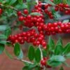 Houx Verticillé Femelle Maryland Beauty - Ilex Verticillata -Boutique D'arbustes Ilex verticillata Maryland Beauty 15381 1