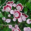 Kalmia Latifolia Galaxy - Laurier Des Montagnes -Boutique D'arbustes Kalmia latifolia Galaxy Laurier des montagnes a fleurs lie de vie et blanc 16336 1