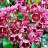 Kalmia Latifolia Heart's Desire - Laurier Des Montagnes Rouge Et Blanc -Boutique D'arbustes Kalmia latifolia Hearts Desire 781986 1