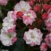 Kalmia Latifolia Madeline - Laurier Des Montagnes Double, Rose Pâle -Boutique D'arbustes Kalmia latifolia Madeline 781982 1