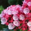 Kalmia Latifolia Olympic Fire - Laurier Des Montagnes Rose Vif Et Blanc -Boutique D'arbustes Kalmia latifolia Olympic Fire 781983 1