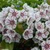 Kalmia Latifolia Peppermint - Laurier Des Montagnes Rose Très Pâle à Rayons Rouges -Boutique D'arbustes Kalmia latifolia Peppermint 781985 1