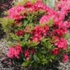 Kalmia Latifolia Pink Charm - Laurier Des Montagnes Rose Foncé -Boutique D'arbustes Kalmia latifolia Pink Charm 781984 1