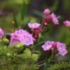 Kalmia Polifolia - Laurier Des Montagnes à Feuilles D'andromède -Boutique D'arbustes Kalmia polifolia 84124 1
