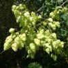 Koelreuteria Paniculata - Savonnier De Chine -Boutique D'arbustes Koelreuteria paniculata 87285 1
