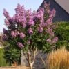 Lagerstroemia Lilac Grand Sud - Lilas Des Indes. -Boutique D'arbustes Lagerstroemia Lilac Grand Sud 84469 1