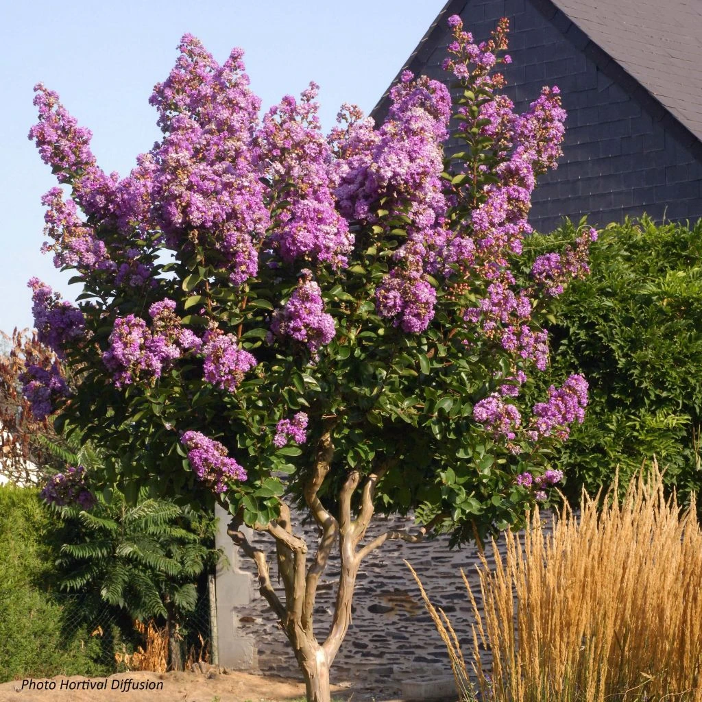 Lagerstroemia Lilac Grand Sud - Lilas Des Indes. 3 Lagerstroemia Lilac Grand Sud - Lilas Des Indes.