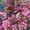 Lagerstroemia Indica Rhapsody In PINK - Lilas Des Indes -Boutique D'arbustes Lagerstroemia Rhapsody in PINK 84942 1