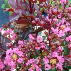 Lagerstroemia Indica Rhapsody In PINK - Lilas Des Indes