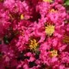 Lagerstroemia Indica Bergerac - Lilas Des Indes -Boutique D'arbustes Lagerstroemia indica Bergerac 87452 1