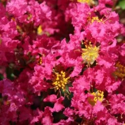Lagerstroemia Indica Bergerac - Lilas Des Indes