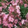 Lagerstroemia Indica Berlingot Menthe - Lilas Des Indes -Boutique D'arbustes Lagerstroemia indica Berlingot Menthe 83597 1