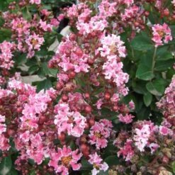 Lagerstroemia Indica Berlingot Menthe - Lilas Des Indes