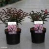Lagerstroemia Indica Coral Magic - Lilas Des Indes -Boutique D'arbustes Lagerstroemia indica Coral Magic 87394 1