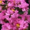 Lagerstroemia Indica Jacqueline Desmartis - Lilas Des Indes -Boutique D'arbustes Lagerstroemia indica Jacqueline Desmartis 87454 1