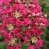 Lagerstroemia Indica Margaux - Lilas Des Indes -Boutique D'arbustes Lagerstroemia indica Margaux 87457 1