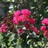 Lagerstroemia Indica Pink Velours - Lilas Des Indes -Boutique D'arbustes Lagerstroemia indica Pink Velours ld JimthePhotographer 781735 1