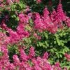 Lagerstroemia Indica Rose Fuchsia - Lilas Des Indes -Boutique D'arbustes Lagerstroemia indica Rose Fuchsia 87443 1