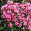 Lagerstroemia Indica Rose Indien - Lilas Des Indes -Boutique D'arbustes Lagerstroemia indica Rose Indien 87444 1