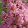 Lagerstroemia Indica Rose Thé - Lilas Des Indes -Boutique D'arbustes Lagerstroemia indica Rose The 87445 1