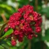 Lagerstroemia Indica Rouge Nain - Lilas Des Indes -Boutique D'arbustes Lagerstroemia indica Rouge Nain 87446 1