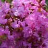 Lagerstroemia Indica Souvenir D'Hubert Puard - Lilas Des Indes -Boutique D'arbustes Lagerstroemia indica Souvenir d Hubert Puard 87463 1