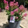 Lagerstroemia Indica Terrasse Rose - Lilas Des Indes -Boutique D'arbustes Lagerstroemia indica Terrasse Rose 87450 1