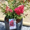 Lagerstroemia Indica Terrasse Rouge - Lilas Des Indes -Boutique D'arbustes Lagerstroemia indica Terrasse Rouge 87451 1