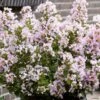 Lilas Des Indes 'With Love Babe' -Boutique D'arbustes Lagerstroemia indica With Love Babe Milaperl Lilas des Indes copyright 1006871 1
