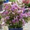 Lilas Des Indes - Lagerstroemia Indica Eternal With Love -Boutique D'arbustes Lagerstroemia indica With Love Eternal Milavio Lilas des Indes copyright 1006951 1