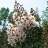 Lagerstroemia Indica Kimono - Lilas Des Indes Blanc 2 Lagerstroemia Indica Kimono - Lilas Des Indes Blanc -Boutique D'arbustes Lagerstroemia indica ld littlegemtrees 80027 1