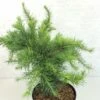 Larix Decidua Little Bogle - Mélèze D'Europe Nain -Boutique D'arbustes Larix decidua Little Bogle 665002 1