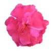 Laurier Rose Double Roseum Plenum - Nerium Oleander -Boutique D'arbustes Laurier rose Roseum Plenum 87052 1