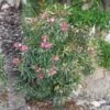 Laurier Rose Variegata - Nerium Oleander -Boutique D'arbustes Laurier rose Variegata 87059 1