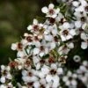 Leptospermum Scoparium Blanc -Boutique D'arbustes Leptospermum scoparium Blanc 83356 2