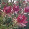 Leucadendron Devil's Blush -Boutique D'arbustes Leucadendron Devil s Blush 15353 1