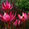 Leucadendron Fireglow -Boutique D'arbustes Leucadendron Fireglow 83362 1