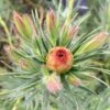 Leucadendron Jubilee Crown -Boutique D'arbustes Leucadendron Jubilee Crown 16678 1