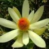 Leucadendron Summer Sun -Boutique D'arbustes Leucadendron Summer Sun 89607 1