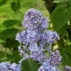Lilas - Syringa Vulgaris Capitaine Baltet -Boutique D'arbustes Lilas Capitaine Baltet Syringa vulgaris 82627 1