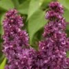 Lilas - Syringa Vulgaris Charles Joly -Boutique D'arbustes Lilas Charles Joly 0567 1